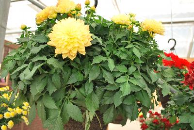 Syngenta Flowers, Inc.: Grandalia™ Dahlia Sunny Flame 