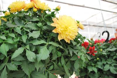 Syngenta Flowers, Inc.: Grandalia™ Dahlia Sunny Flame 