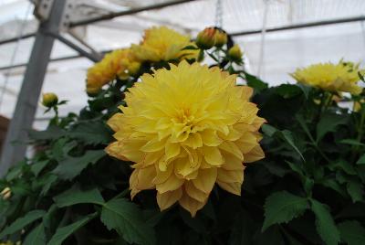 Syngenta Flowers, Inc.: Grandalia™ Dahlia Sunny Flame 