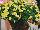 Syngenta Flowers, Inc.: Argyranthemum frutescens 'Double Yellow' 