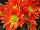 Syngenta Flowers, Inc.: Chrysanthemum Pot  'Tangerine' 