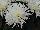 Syngenta Flowers, Inc.: Chrysanthemum Pot  'White' 