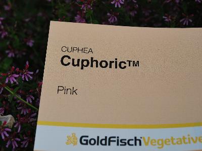 Cuphoric Cuphea Pink 