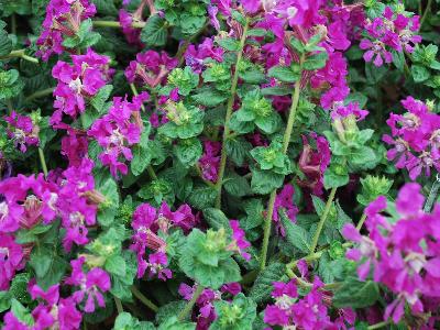 Syngenta Flowers, Inc.: Sriracha Cuphea Violet 