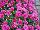 Syngenta Flowers, Inc.: Chrysanthemum  'Dark Pink' 