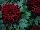 Syngenta Flowers, Inc.: Chrysanthemum  'Dark Red' 