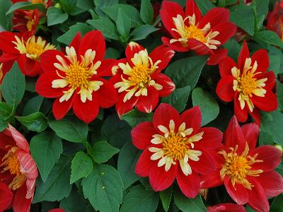 Syngenta Flowers, Inc.: Goldalia Dahlia Scarlet Improved 