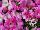 TriTunia™ Petunia Pink Morn 