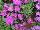 Syngenta Flowers, Inc.: Asters  'Henry I Pink' 