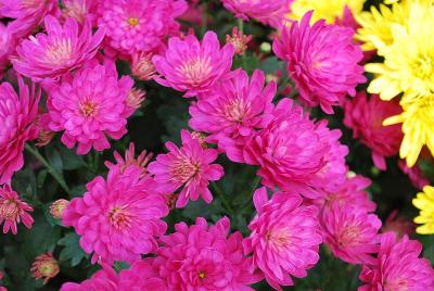 Jacqueline™ Chrysanthemum, Garden 'Pink'