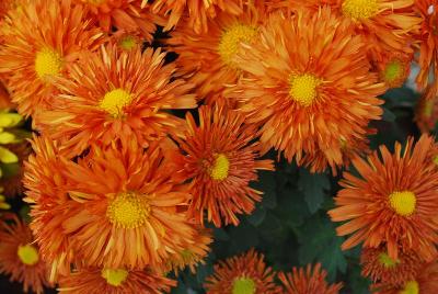 Makenna™ Chrysanthemum, Garden Orange 