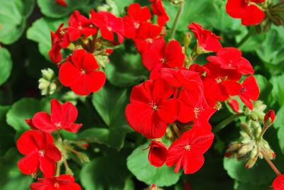 Multibloom™ Pelargonium Red 