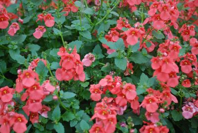 Syngenta Flowers, Inc.: Darla® Diascia Deep Salmon '11 