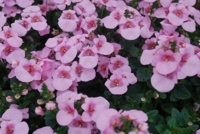 Syngenta Flowers, Inc.: Darla® Diascia Light Pink 