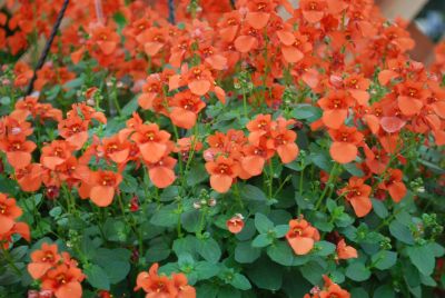 Syngenta Flowers, Inc.: Darla® Diascia Orange 