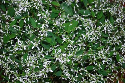 Syngenta Flowers, Inc.: Euphoric™ Euphorbia White 