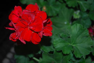 Syngenta Flowers, Inc.: Calliope® Geranium Burgundy 