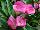 Golden State Bulb Growers: Calla Lily  'Garnet Glow' 