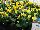 Callafornia Callas® Calla Lily Yellow 