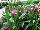 Callafornia Callas® Calla Lily Lavender, Purple & Black 
