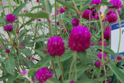 Sakata Ornamentals: Ping Pong® Gomphrena Purple 