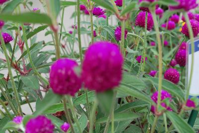 Sakata Ornamentals: Ping Pong® Gomphrena Purple 