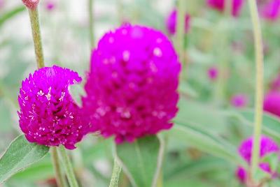 Sakata Ornamentals: Ping Pong® Gomphrena Purple 