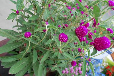 Sakata Ornamentals: Ping Pong® Gomphrena Purple 