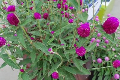 Sakata Ornamentals: Ping Pong® Gomphrena Purple 