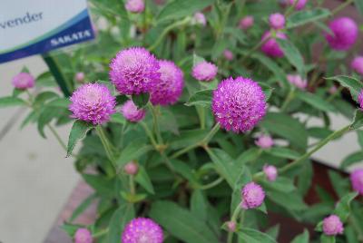 Sakata Ornamentals: Ping Pong® Gomphrena Lavender 