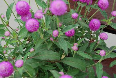 Sakata Ornamentals: Ping Pong® Gomphrena Lavender 