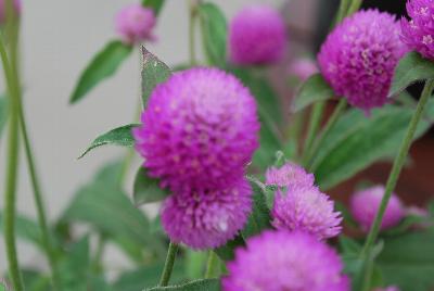 Sakata Ornamentals: Ping Pong® Gomphrena Lavender 