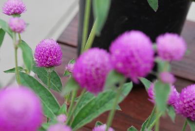 Sakata Ornamentals: Ping Pong® Gomphrena Lavender 