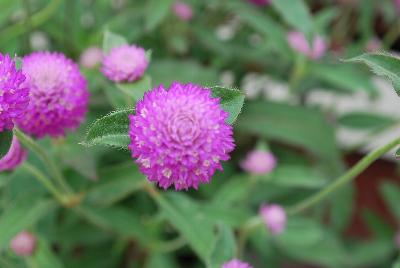 Sakata Ornamentals: Ping Pong® Gomphrena Lavender 