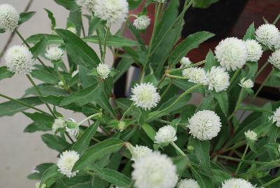 Sakata Ornamentals: Ping Pong® Gomphrena White 