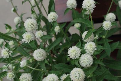 Sakata Ornamentals: Ping Pong® Gomphrena White 