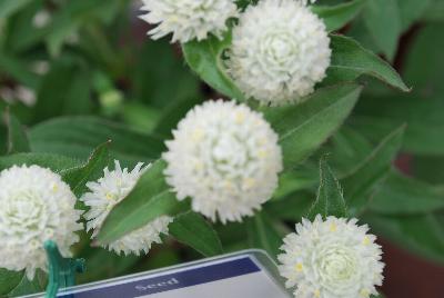 Sakata Ornamentals: Ping Pong® Gomphrena White 