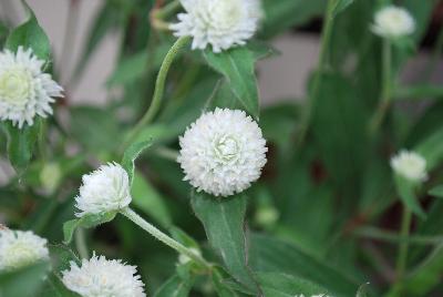 Sakata Ornamentals: Ping Pong® Gomphrena White 