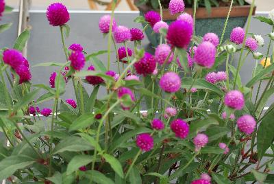 Sakata Ornamentals: Ping Pong® Gomphrena Mix 