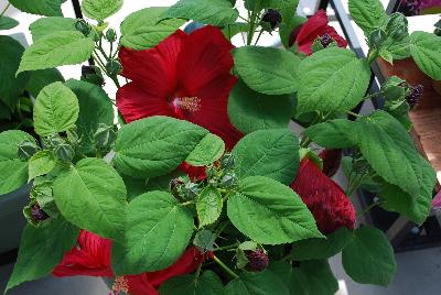 Sakata Ornamentals: Disco Belle Hibiscus Red 