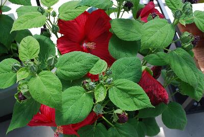 Sakata Ornamentals: Disco Belle Hibiscus Red 