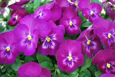 Sakata Ornamentals: ColorMax Viola Purple Glow 