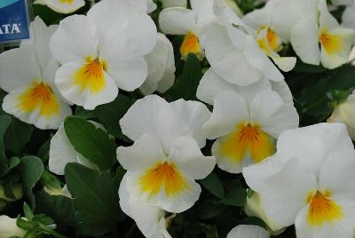 Sakata Ornamentals: ColorMax Viola Popcorn 