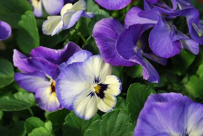 Sakata Ornamentals: ColorMax Viola Icy Blue 