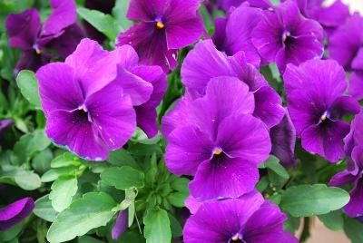 Sakata Ornamentals: ColorMax Viola Purple 