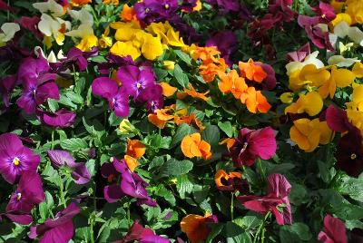 Sakata Ornamentals: ColorMax Viola Mix 