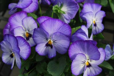 Sakata Ornamentals: ColorMax Viola Icy Blue 