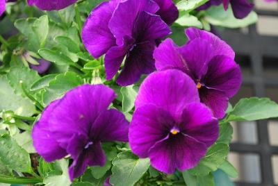 Sakata Ornamentals: ColorMax Viola Purple 