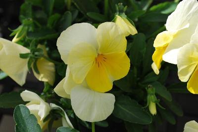 Sakata Ornamentals: ColorMax Viola Lemon Splash 