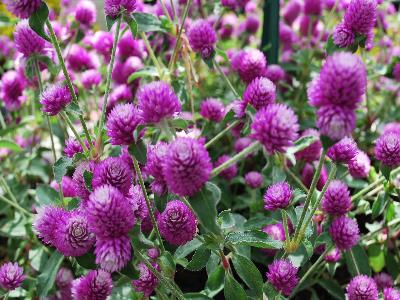 Sakata Ornamentals: Pinball Gomphrena Snow Tip Lavender 